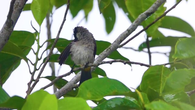 yellow-vented Bulbul (Pycnonotus) preen, in Indonesia. Winter. Tropical downpour. Slow motion