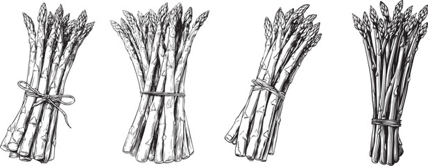 Fototapeta premium detailed black and white outline drawing of fresh asparagus stalks, ideal for gourmet vegetable and healthy illustrations