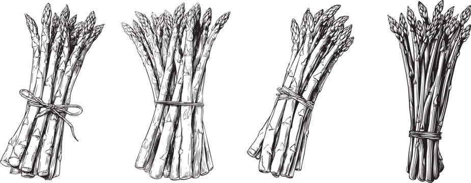 detailed black and white outline drawing of fresh asparagus stalks, ideal for gourmet vegetable and healthy illustrations