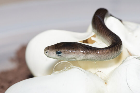 The feared black mamba (Dendroaspis polylepis) hatching from the egg - Africa&rsquo;s gorgeous but deadly venomous snake