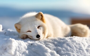 Fototapeta premium Serene Arctic Fox Resting on Soft Snow in Winter Landscape with Blurred Background