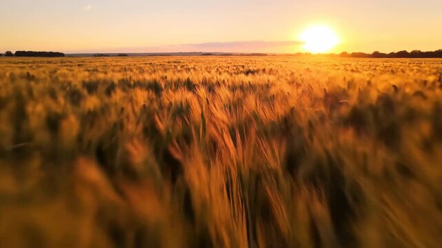 This video features Grain Field Waves &ndash; Wind ripple motion, golden sunset, expansive agricultural landscape, rural serenity, and natural harvest season backdrop.