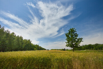 Fototapeta premium A scattered white cloud over a grain field
