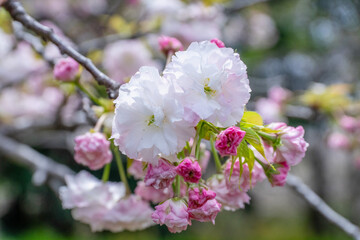 Obraz premium 満開の桜