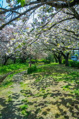 Fototapeta premium 満開の桜
