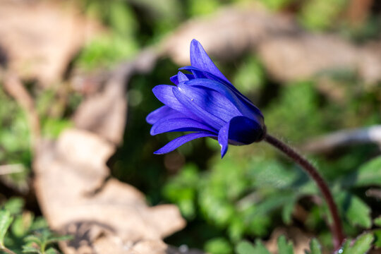 a deep blue Balkan Anemone (Anemone blanda) blooming in early spring, emerging from a bed of dried brown leaves and fresh green grass in a sun-drenched field.
