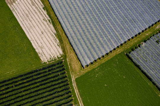 Aerial view of geometric fields stitched together in a vibrant patchwork of contrasting greens and whites, Valensole, Provence-Alpes-Cote d'Azur, France.