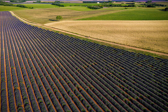Aerial view of vibrant purple lavender fields contrasting with golden wheat and lush green patches under a bright sky, Valensole, Provence-Alpes-Cote d'Azur, France.