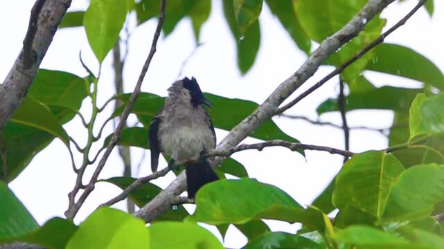 yellow-vented Bulbul (Pycnonotus) preen, in Indonesia. Winter. Tropical downpour. Slow motion