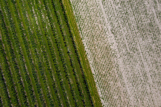 Aerial view of geometric patterns of green and pale fields form a patchwork quilt, contrasting textures creating an abstract landscape, Valensole, Provence-Alpes-Cote d'Azur, France.