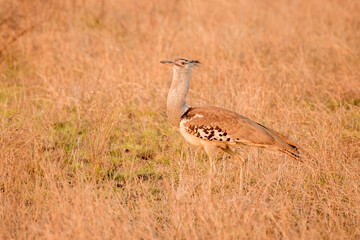 Kori bustard (Ardeotis kori) walking on savanna at sunset, Kruger National Park, South Africa.