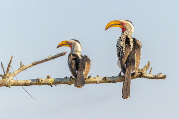 Southern Yellow-billed Hornbill (Tockus leucomelas) pair, perched on branch, looking in same direction, Kruger National Park, South Africa.
