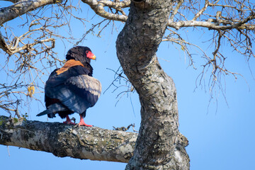 Bateleur Eagle (Terathopius ecaudatus) perched on a branch, Kruger National Park, Mpumalanga, South Africa.