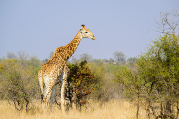 Giraffe (Giraffa camelopardalis) foraging on acacia bush, Kruger national park, South Africa.