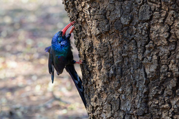 Green wood-hoopoe (Phoeniculus purpureus), foraging at bark of tree, Kruger national park., South Africa.