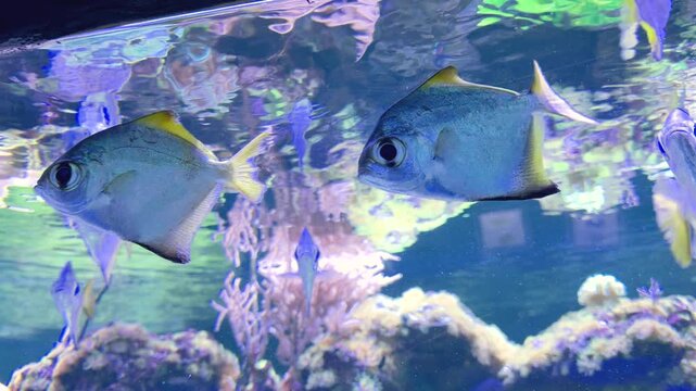 Silver fish with yellow fins swimming near coral formations underwater