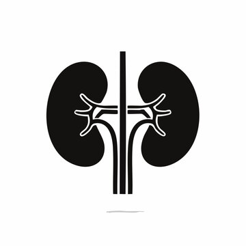 An illustration of the human kidney system with renal artery and vein