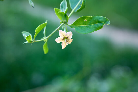 Perennial deciduous prickly shrub Lycium barbarum in wild.