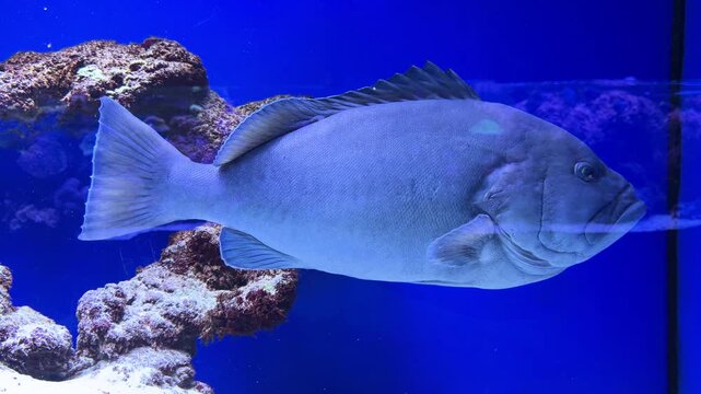 Grouper fish swimming among coral in blue water