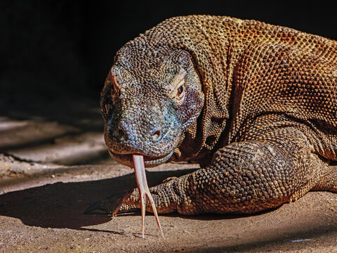 Komodo dragon (Varanus komodoensis), giant reptile predator and the largest extant species of lizard