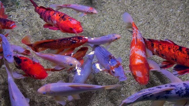 Colorful Koi fish swimming together in clear shallow water