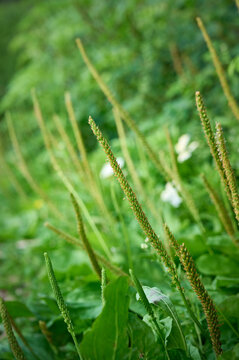 Close up of plant (Plantago major) growing in the garden.