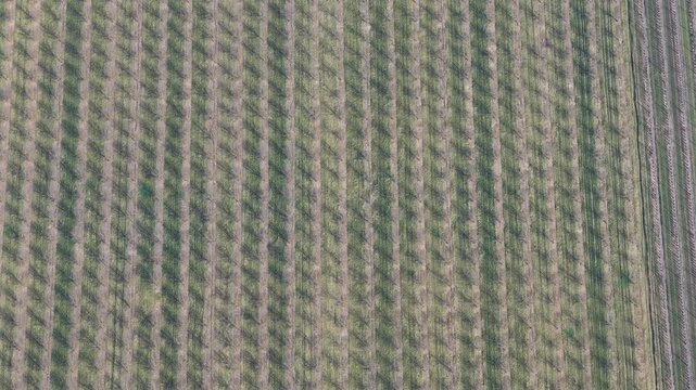 Aerial view of neatly cultivated crop rows displaying uniform patterns and textures across the landscape, Mittelwihr, Grand Est, France.