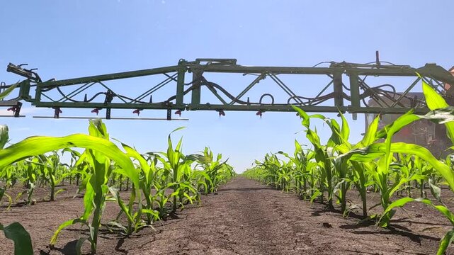 Spraying corn against weeds. Crop sprayer working on a corn field, slow motion. Spring day landscape, rural scene. The tractor and the sprayer protect the corn from weeds to the increase crop yield