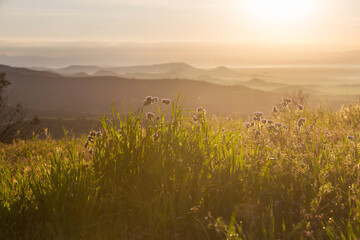 Naklejka premium Carrizo