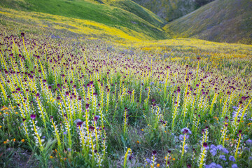 Naklejka premium Carrizo