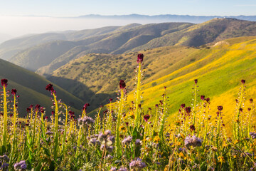 Naklejka premium Carrizo