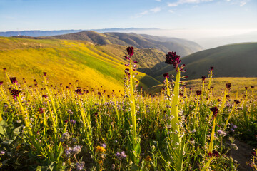 Naklejka premium Carrizo