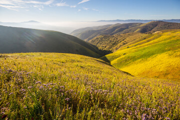 Naklejka premium Carrizo