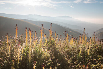 Naklejka premium Carrizo