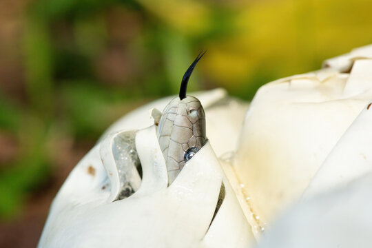 The feared black mamba (Dendroaspis polylepis) hatching from the egg - Africa&rsquo;s gorgeous but deadly venomous snake