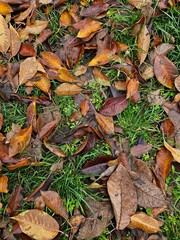 Naklejka premium Colorful fall leaves scattered on grass autumn nature background