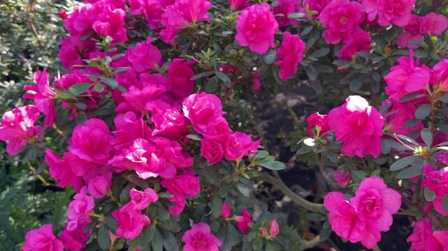 Pink azalea flowers in full bloom on a garden bush