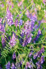 Obraz premium Fragrant summer sunny meadow with Vicia cracca flowers.