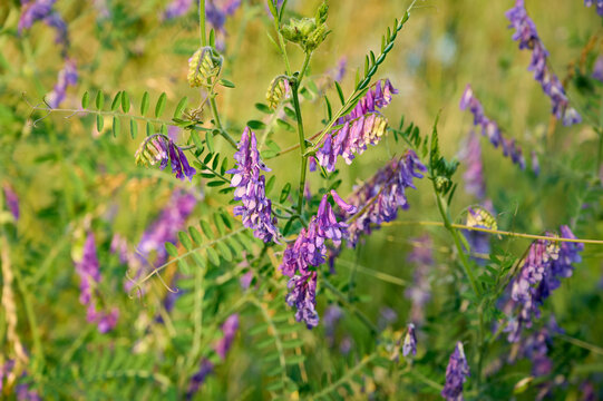 Fragrant summer sunny meadow with Vicia cracca flowers.