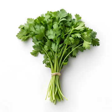 Ultra-detailed food photography of a fresh bunch of green coriender ense florets.