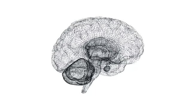 3D digital human brain made of small connected lines on white background. 4k seamless loop