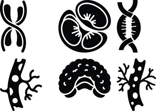Science Icons: DNA Brain Kidney Blood Vessel Fruit Slice Chromosomes