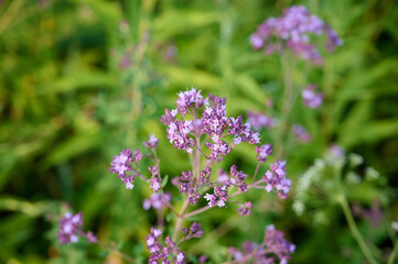 Obraz premium Close up view of pink of blooming oregano(Origanum vulgare).