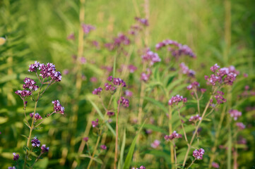 Close up view of pink of blooming oregano(Origanum vulgare).
