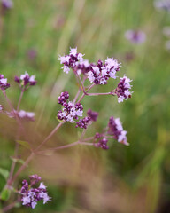 Fototapeta premium Close up view of pink of blooming oregano(Origanum vulgare).