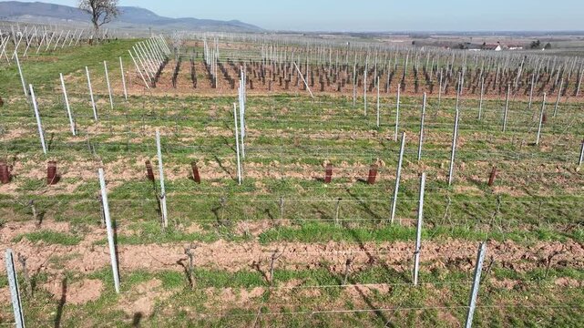 Aerial view of vineyards with rows of vines and supporting posts create a structured pattern against the landscape, Mittelwihr, Grand Est, France.
