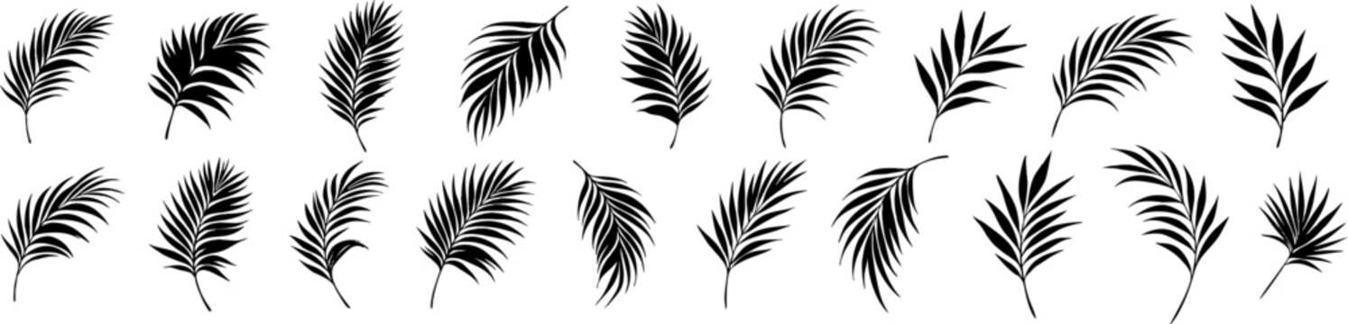Set of tropical palm leaf silhouettes isolated on transparent background. Black botanical elements perfect for summer designs, logos, patterns, packaging, and tropical themed graphics