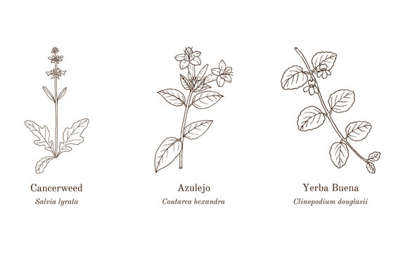 Collection of edible and medicinal plants. Hand drawn botanical vector illustration