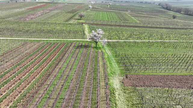 Aerial view of vineyards showing rows of crops and trees, with contrasting colours and textures under a soft light, Mittelwihr, Grand Est, France.