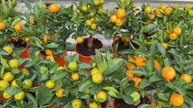 Multiple potted citrus plants bearing abundant ripening fruits in a greenhouse